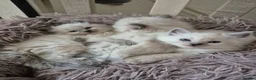 Ragdoll cats for sale: Quality Ragdoll Kittens (last boy available) - Advert 8