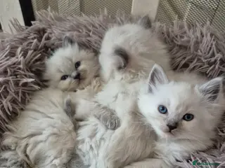 Ragdoll cats Quality Ragdoll Kittens (3 males, 3 females) - Advert 16
