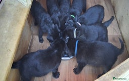 Mixed Breed dogs for sale: Cane shephard  - Image 1