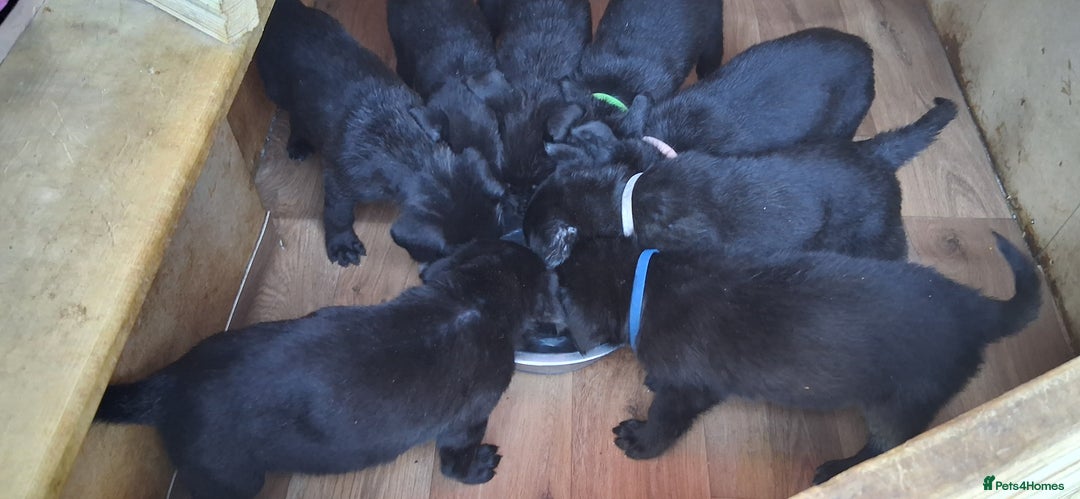 Mixed Breed dogs for sale: Cane shephard  - Image 1