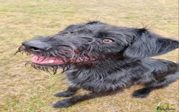 Mixed Breed dogs for sale: Shepadoodle  - Image 1