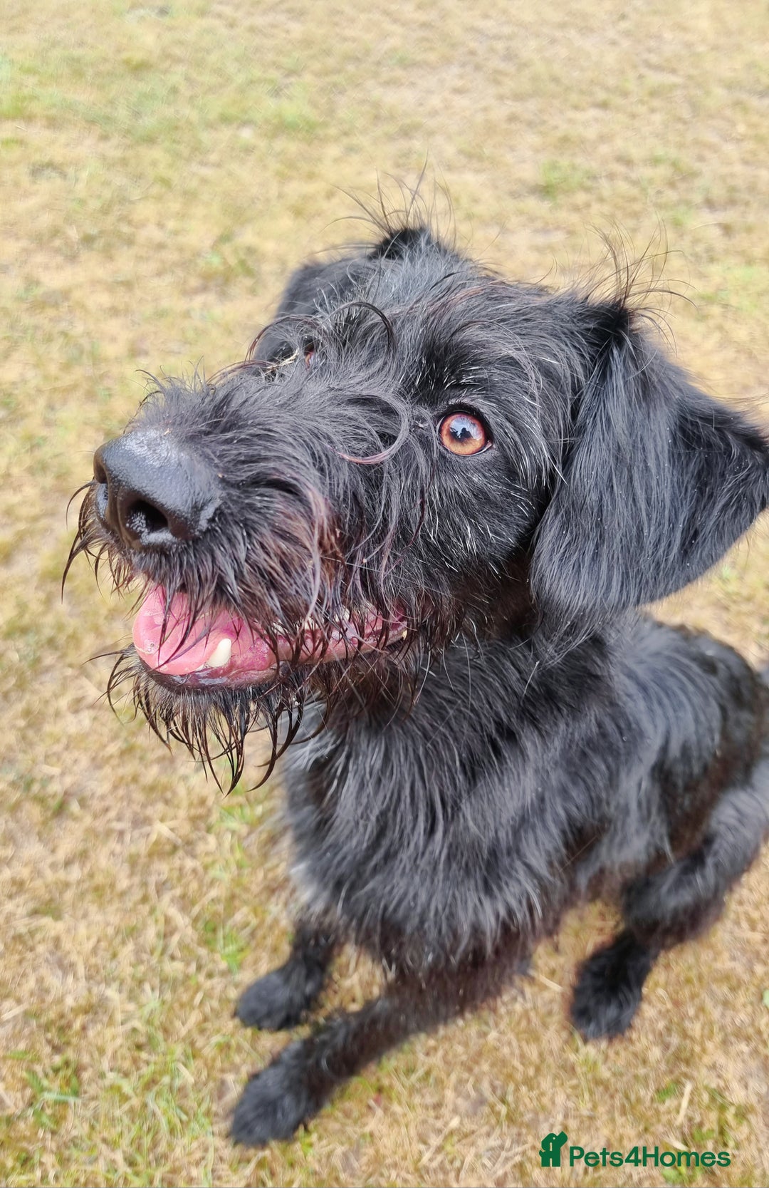 Mixed Breed dogs for sale: Shepadoodle  - Image 1
