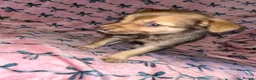 Chihuahua dogs for sale: Beautiful Chihuahua puppies - Advert 4