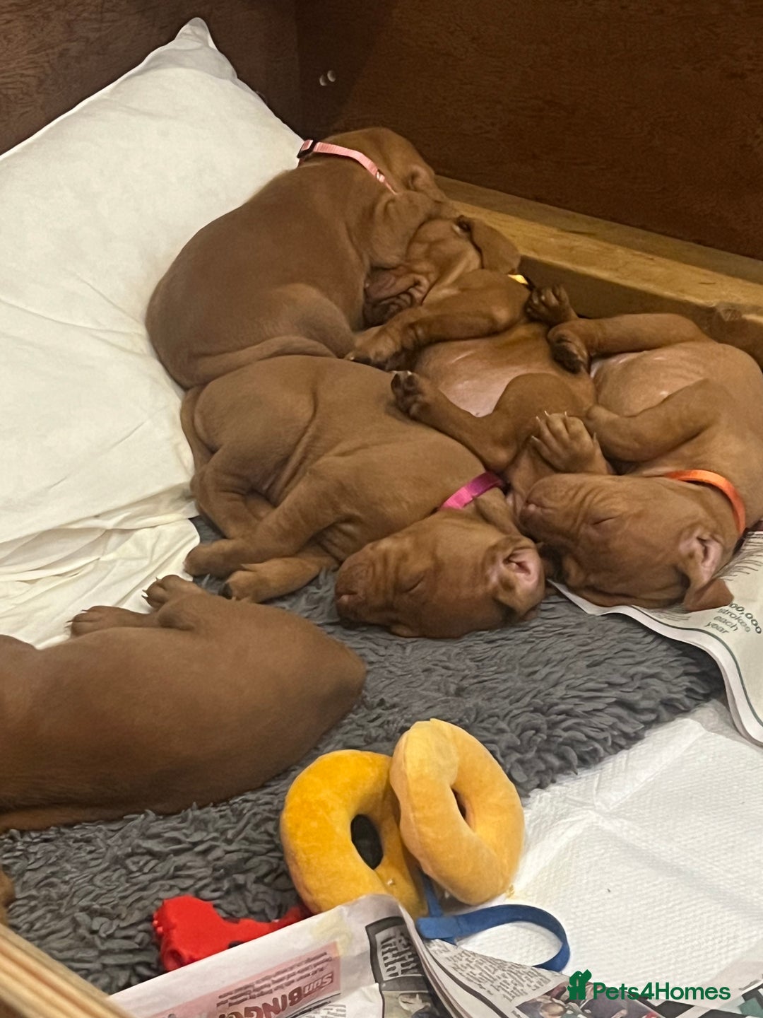 Hungarian Vizsla dogs for sale: Hookside x Skyrocket - Advert 3