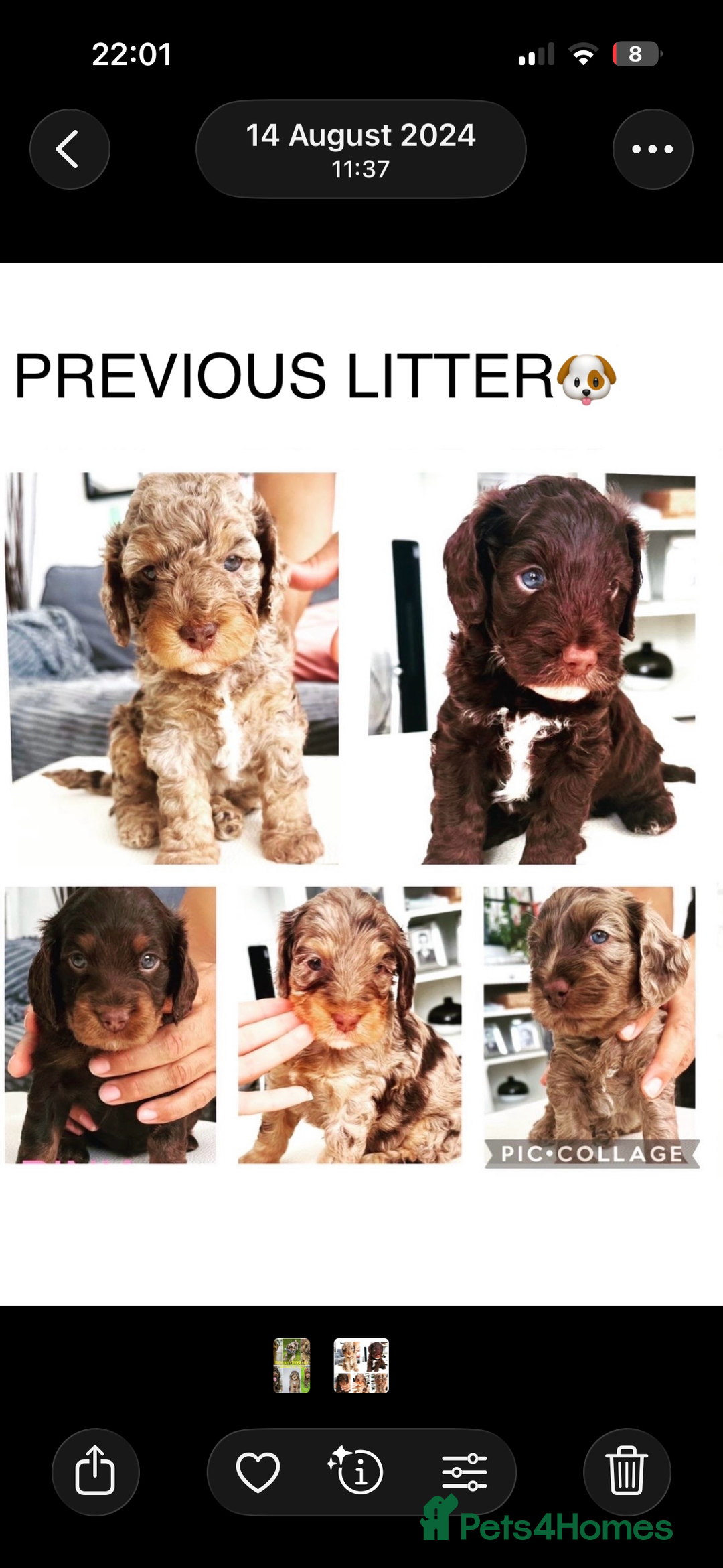 Cockapoo dogs for sale: Merle/ Red and Chocolate brown cockapoo puppies - Advert 21