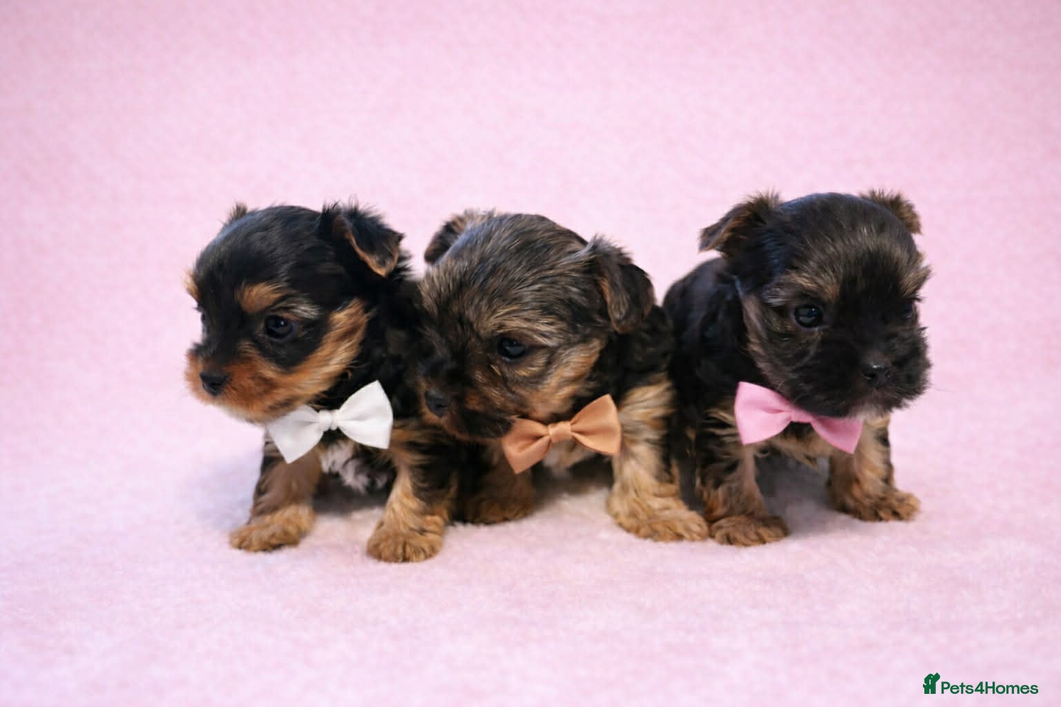 Yorkshire Terrier dogs 3 Yorkshire Terrier mini Girls - Advert 17