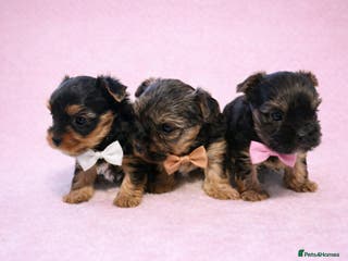 Yorkshire Terrier dogs 3 Yorkshire Terrier mini Girls - Advert 17