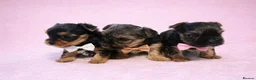 Yorkshire Terrier dogs for sale: 3 Yorkshire Terrier mini Girls - Advert 1