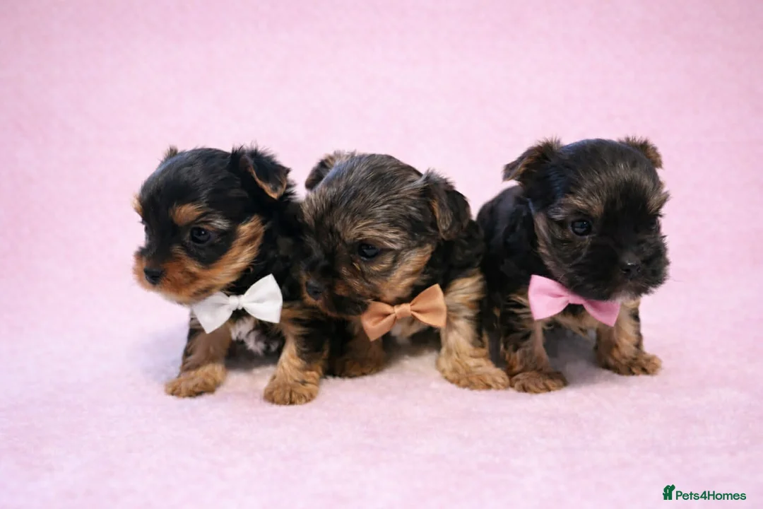 Yorkshire Terrier dogs for sale: 3 Yorkshire Terrier mini Girls - Advert 1