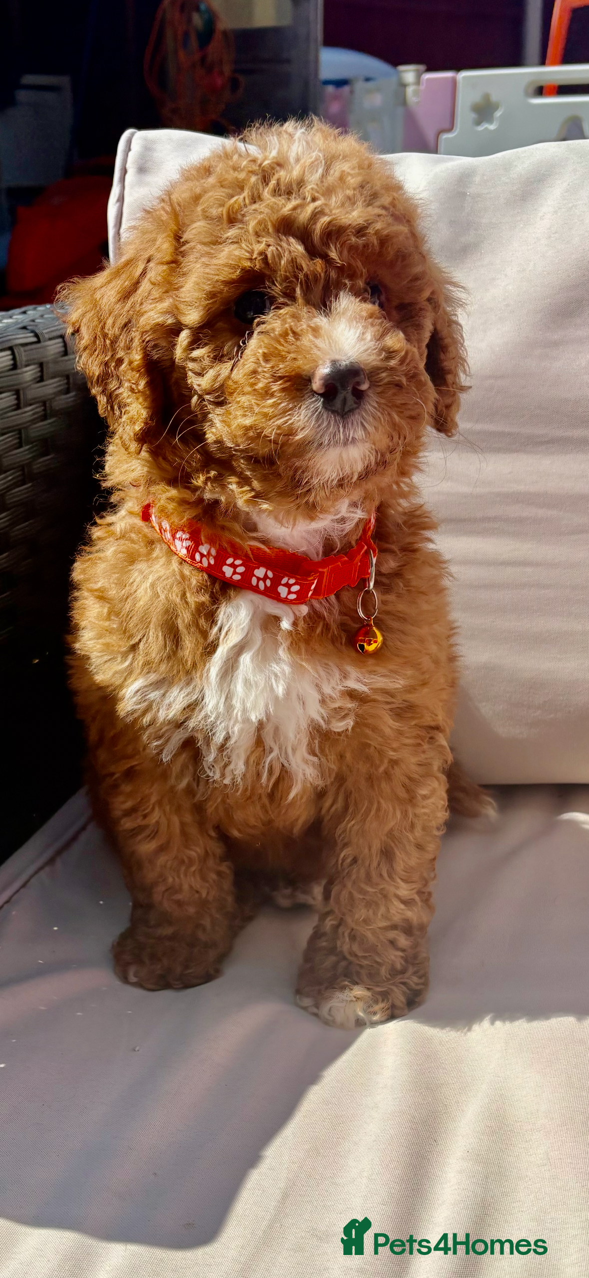 Goldendoodle dogs Beautiful goldendoodles  - Advert 2