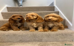 Cockapoo dogs for sale: Cockapoo puppies ready now  - Image 14