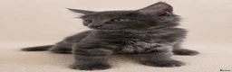 Maine Coon cats for stud: GCCF & TICA Blue Silver Mackerel Tabby - Advert 11
