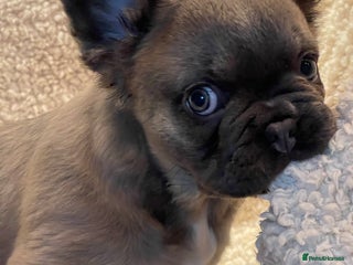 French Bulldog dogs for sale: Beautiful Fluffy Frenchie Pups - Advert 1