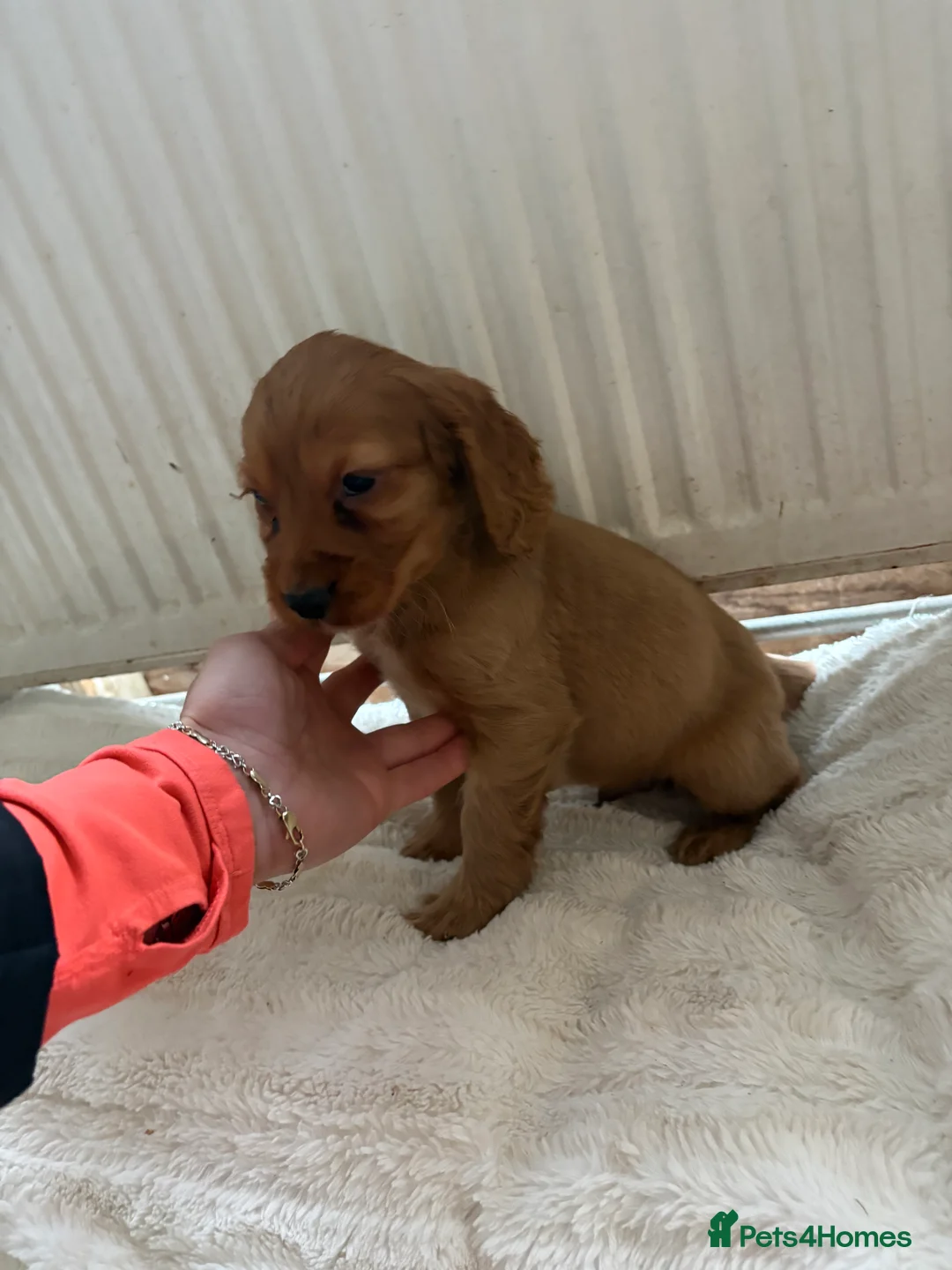 Cocker Spaniel dogs for sale: Stunning red cocker spaniels  - Advert 11