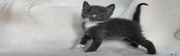 British Shorthair cats for sale: MIXED British Shorthair - Advert 19