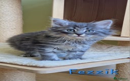 Siberian cats for sale: Siberian kittens GCCF registered, champion lines - Image 10