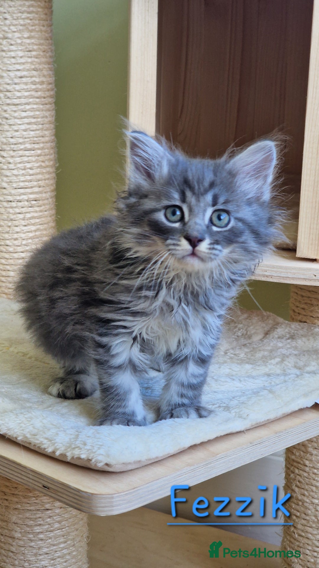Siberian cats for sale: Siberian kittens GCCF registered, champion lines - Image 10