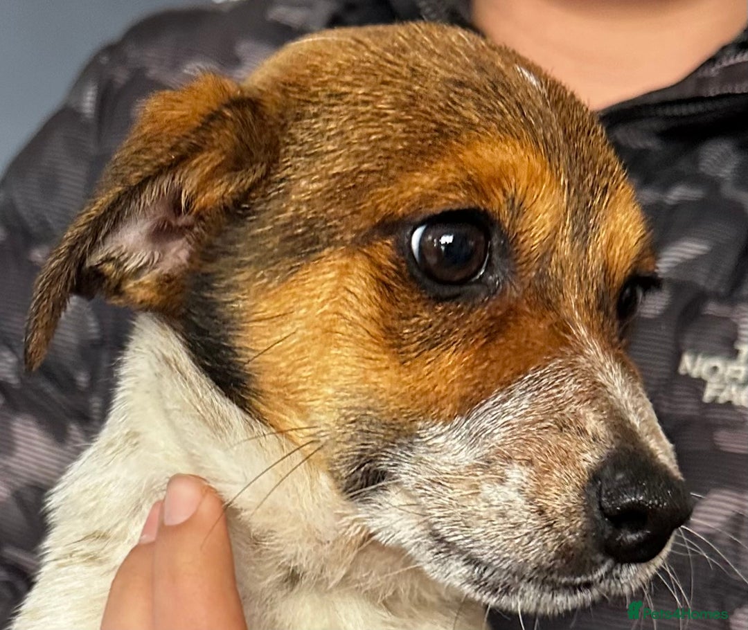 Jack Russell dogs for sale: Kennel Club Registered Jack Russell Terrier Pups - Image 15