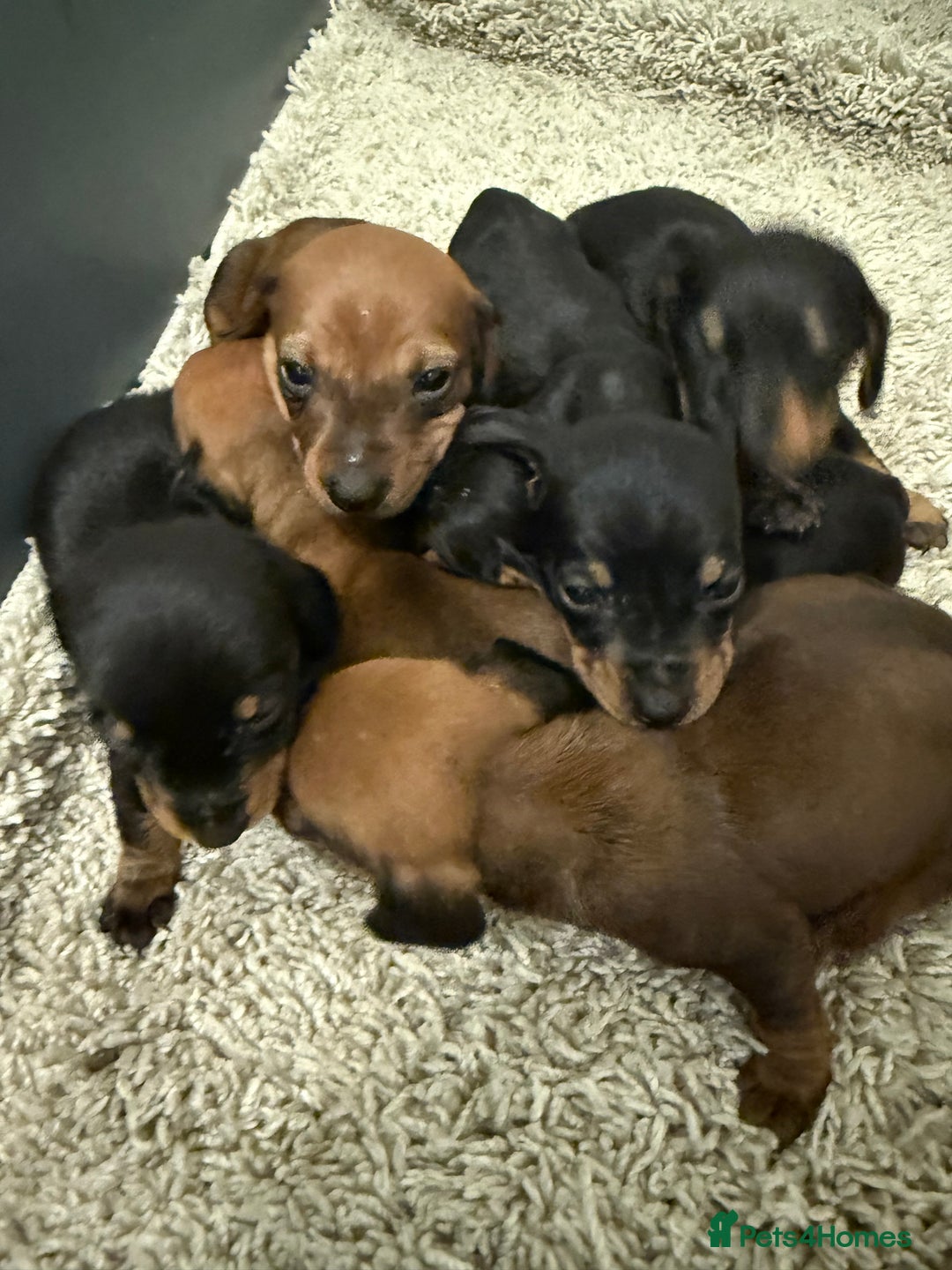 Mixed Breed dogs for sale: Dachshund puppies seven  - Advert 6