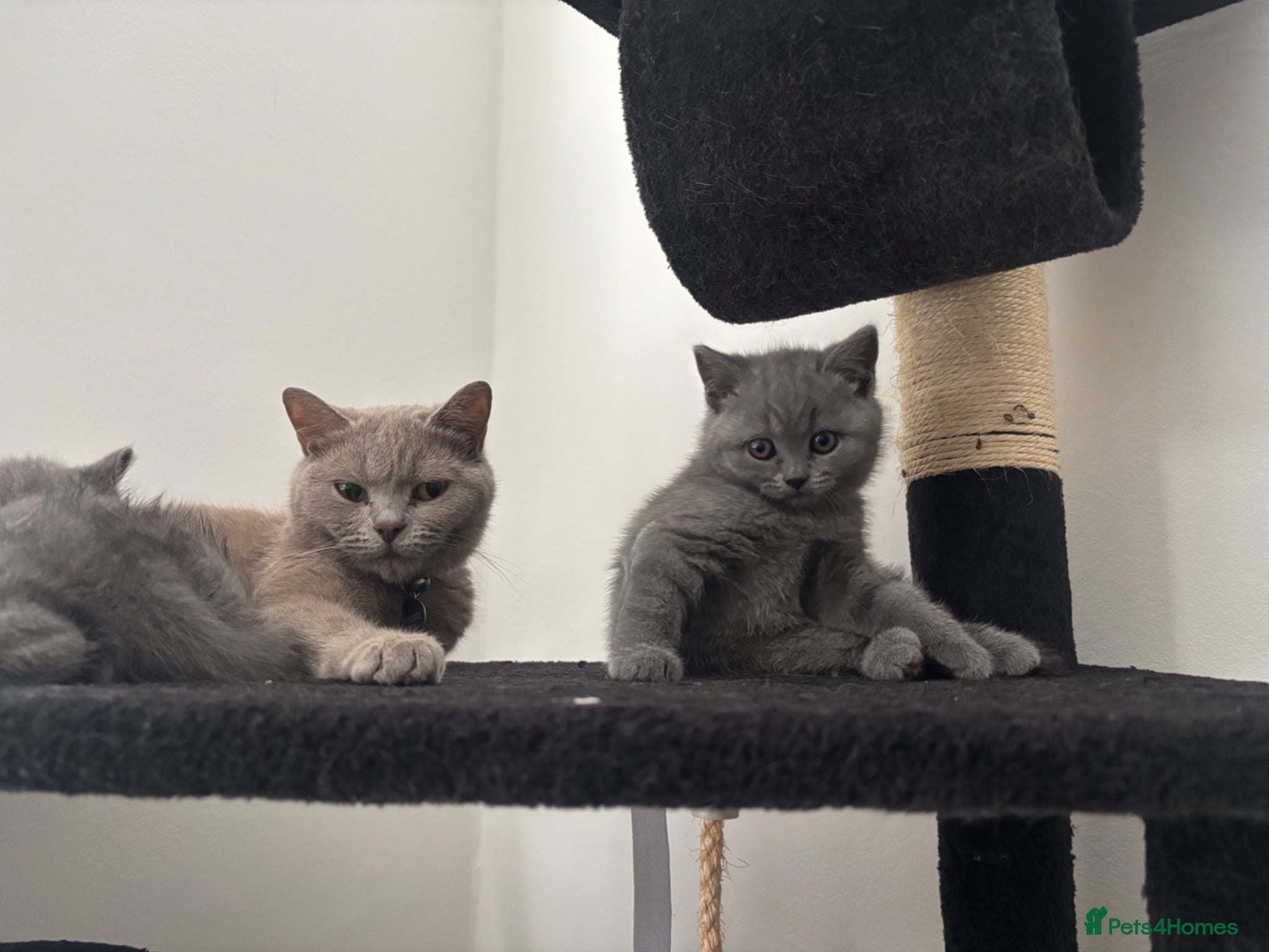 British Shorthair cats Brithis short hair  - Advert 2
