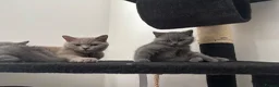 British Shorthair cats for sale: Brithis short hair  - Advert 1