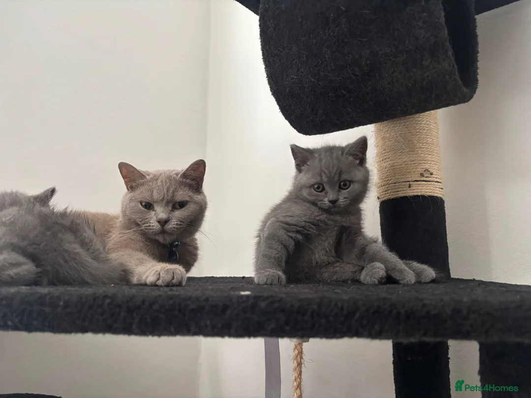 British Shorthair cats for sale: Brithis short hair  - Advert 1