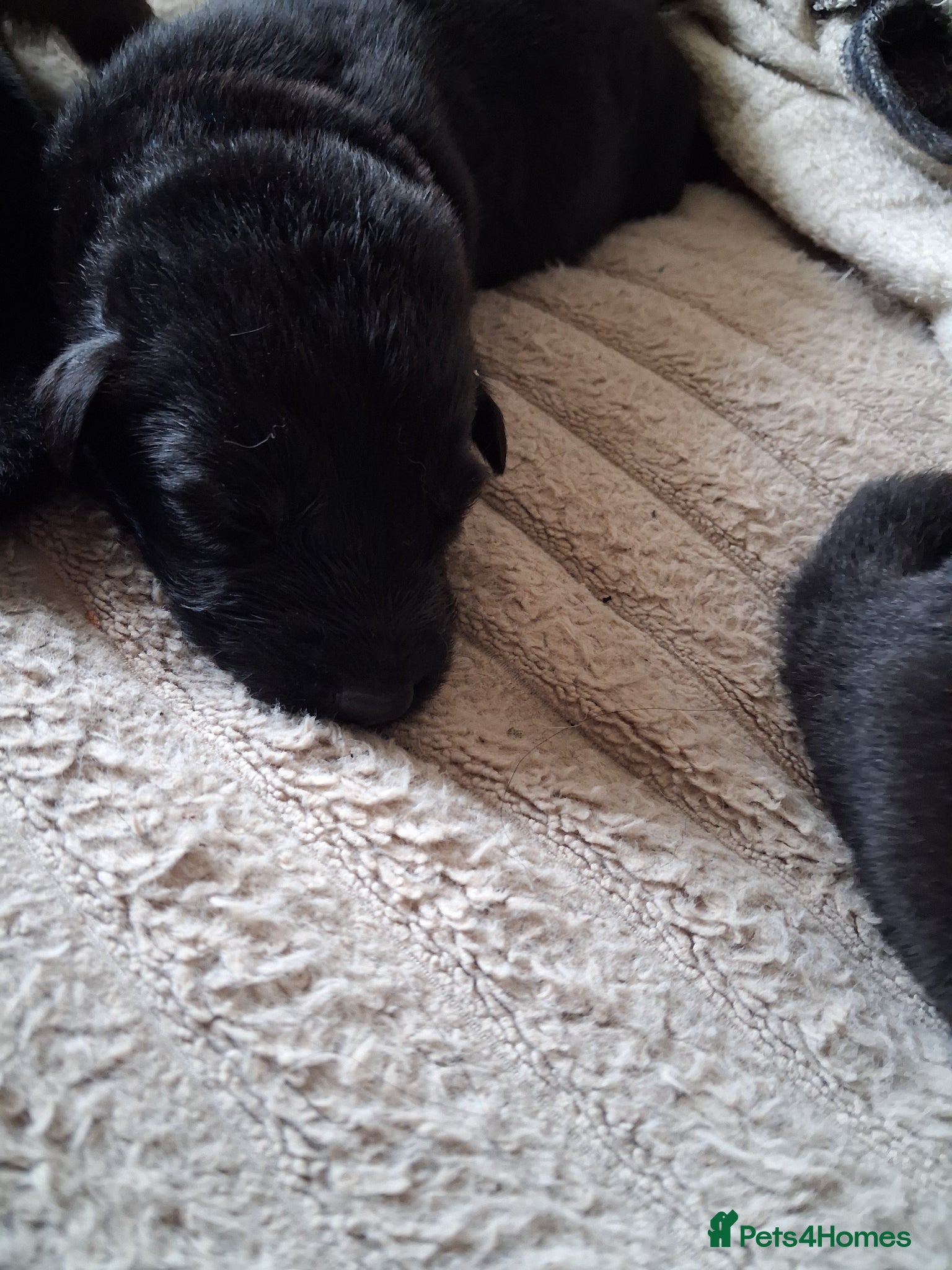 German Shepherd dogs for sale: German shepherd puppies  - Advert 3