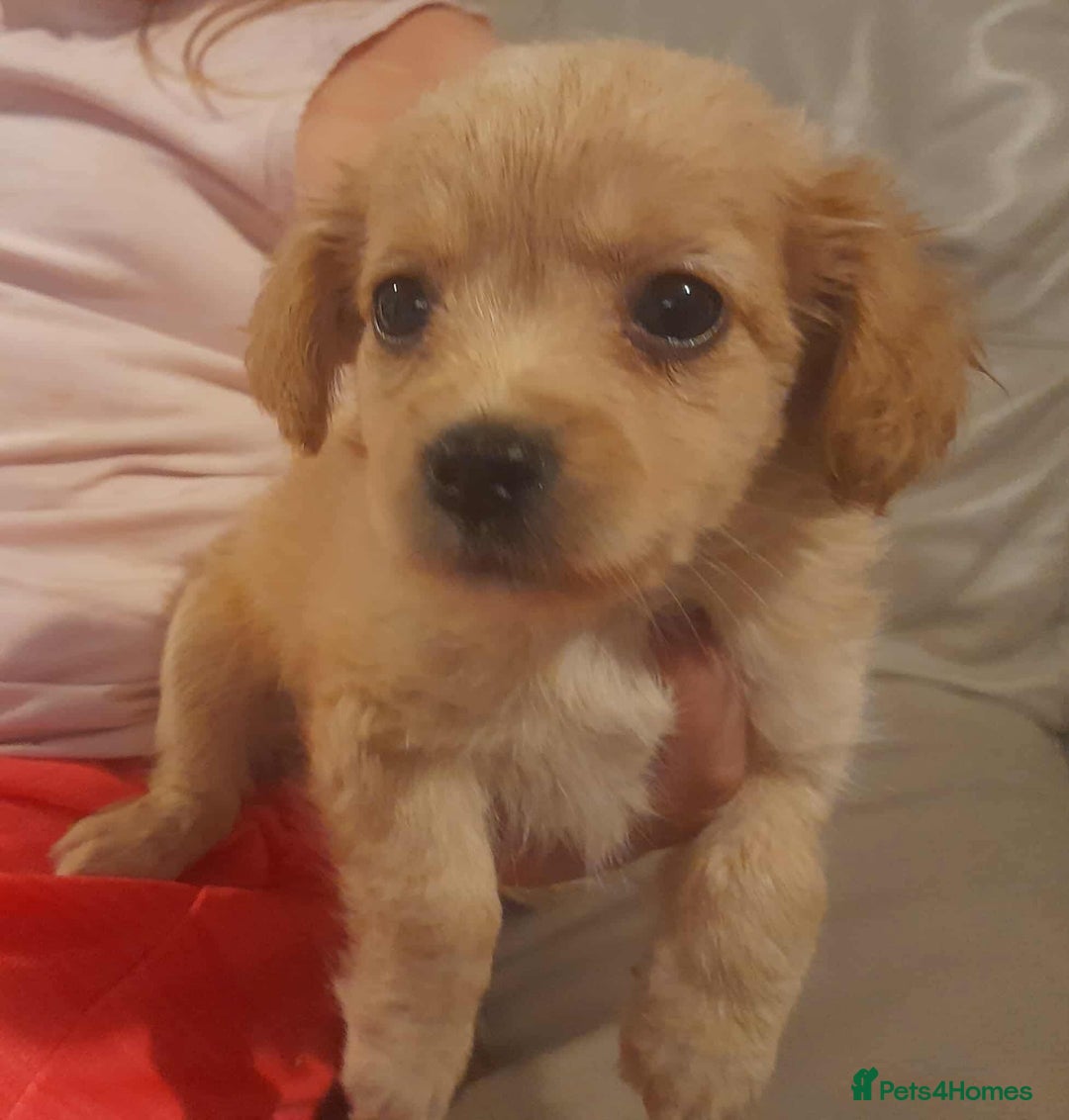 Mixed Breed dogs for sale: Beautiful Pomeranian x jackrussel - Image 9