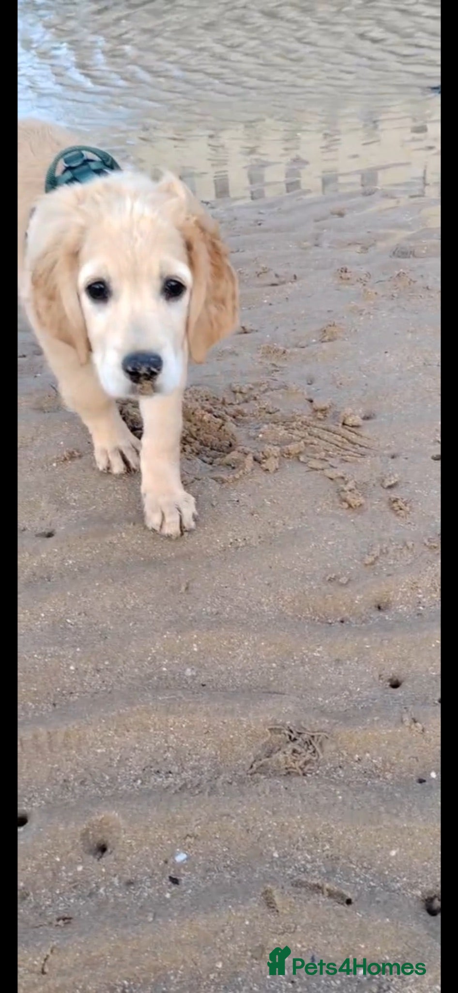 Mixed Breed dogs Dakota sports retriever. Only Mr Red left. 😮  - Advert 1