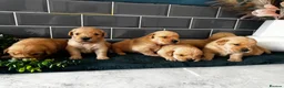 Golden Retriever dogs for sale: Outstanding American Golden Retrievers - Advert 5