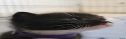 Domestic Shorthair cats for sale: Adorable Kittens For Sale - Advert 6