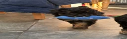Toy Poodle dogs for sale: 3 Stunning Phantom KC Toy Poodle Puppies - Advert 12