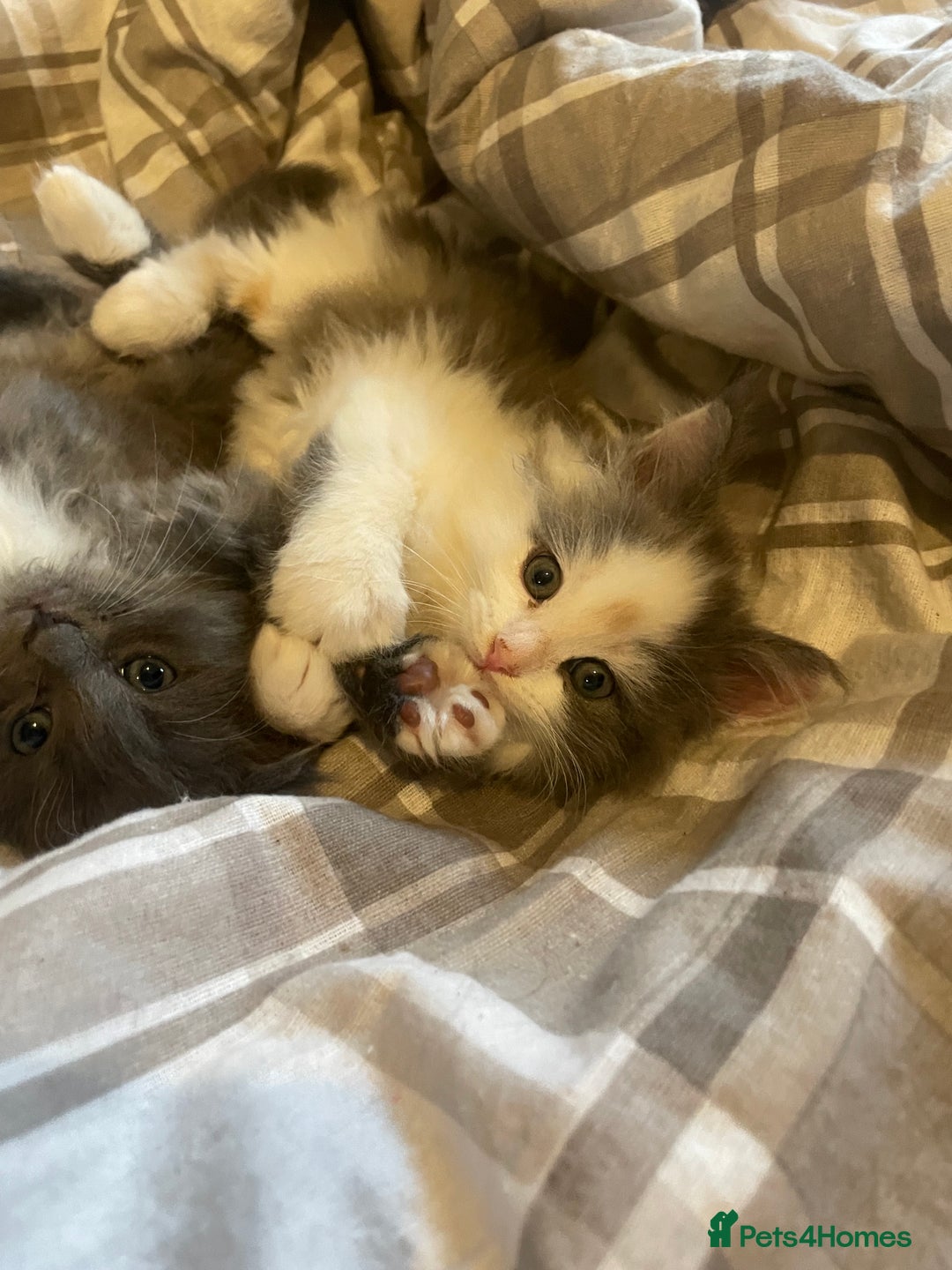 Ragdoll cats for sale: 4 maincoon x ragdoll kittens - Advert 22