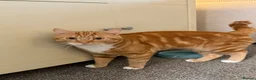 Mixed Breed cats for stud: Simba  - Advert 3