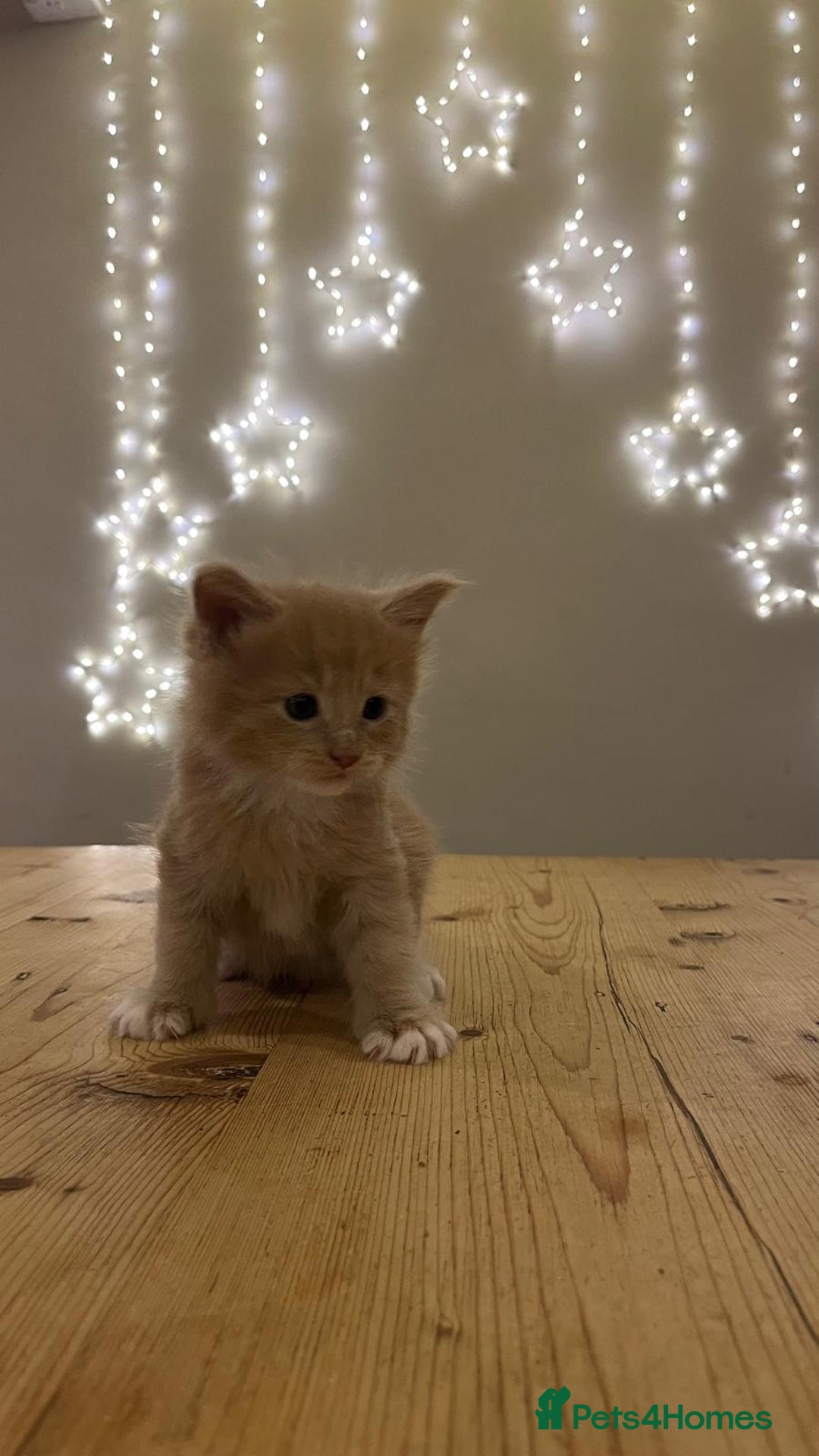 Maine Coon cats for sale: Pedigree Maine Coon Kittens - Advert 12