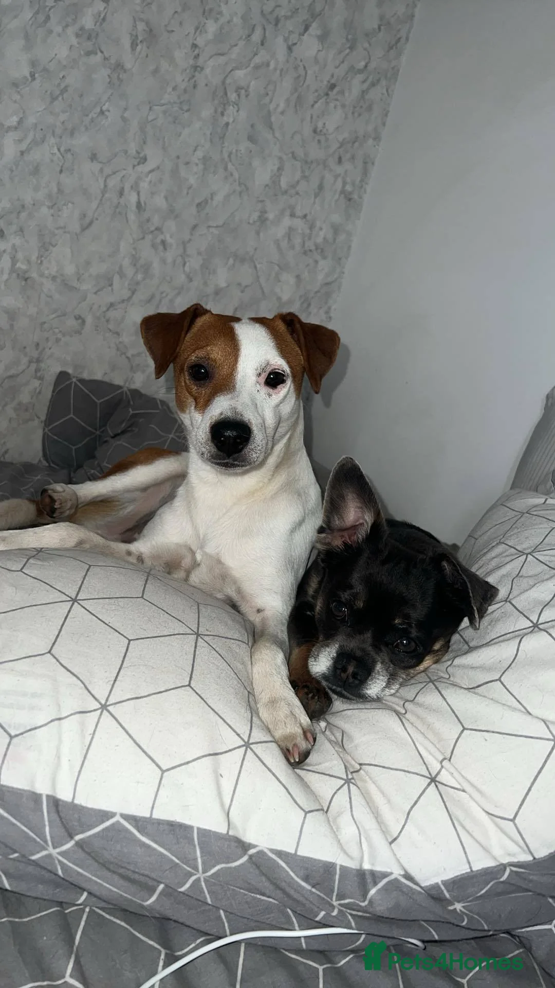 Mixed Breed dogs for sale: Bertie  - Advert 2