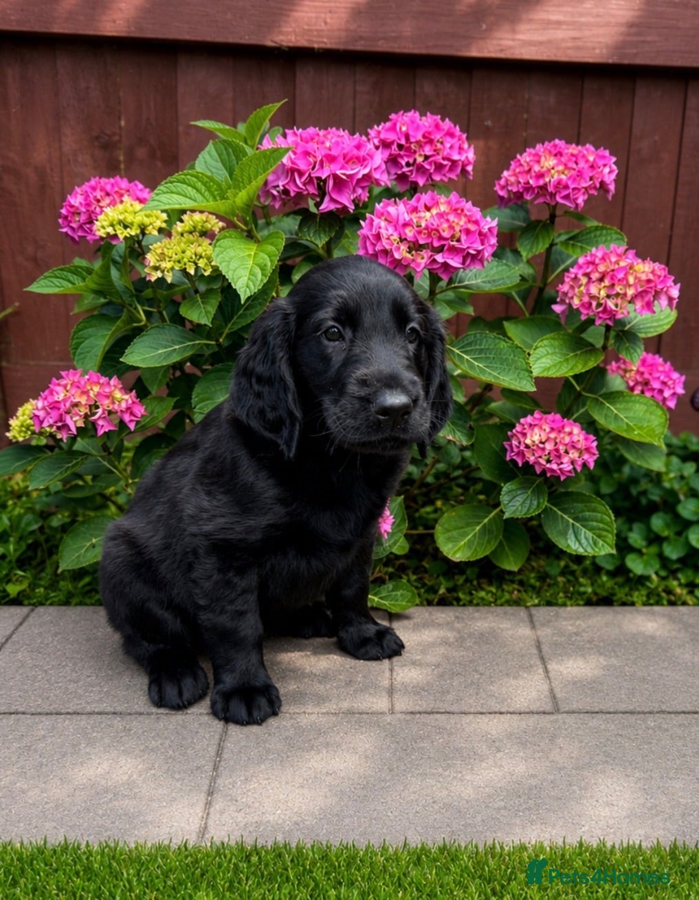 Flat coated Retriever dogs KC Registered Flat Coated Retriever Puppies 🐾 - Advert 2