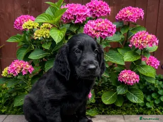 Flat coated Retriever dogs KC Registered Flat Coated Retriever Puppies 🐾 - Advert 2