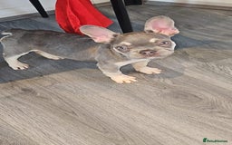 French Bulldog dogs for sale: 4 month old frenchie  - Image 2