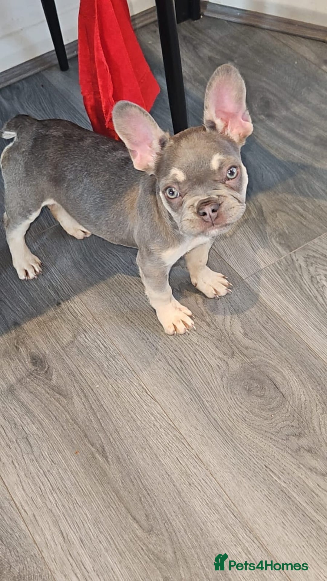 French Bulldog dogs for sale: 4 month old frenchie  - Image 2