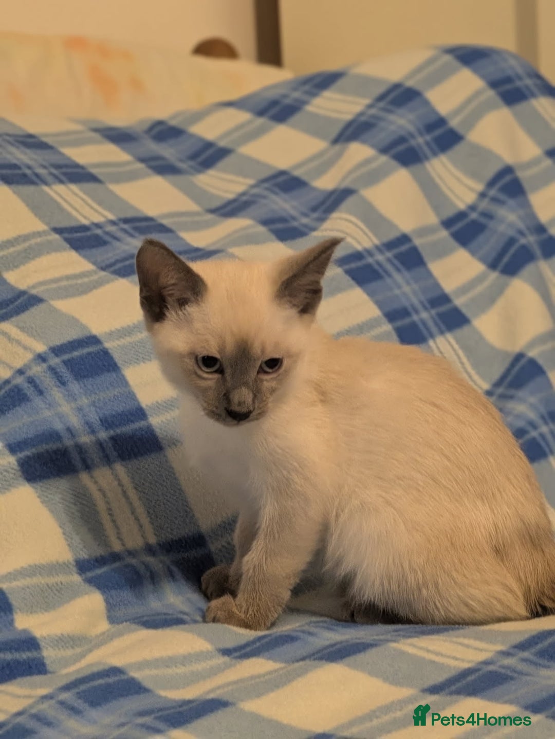 Snowshoe cats for sale: Rare Pedigree Snowshoe Kittens  - Image 24