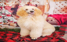 Labradoodle dogs for sale: F1 Labradoodle puppies  - Image 24