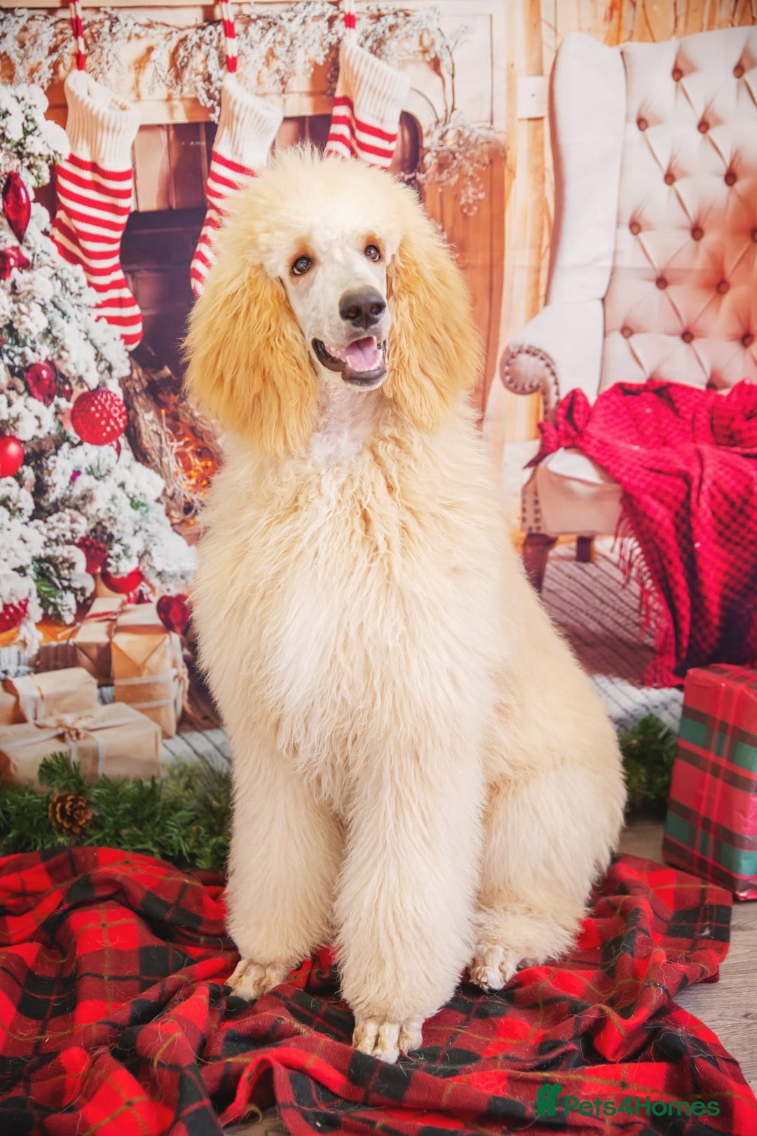 Labradoodle dogs for sale: F1 Labradoodle puppies  - Image 24