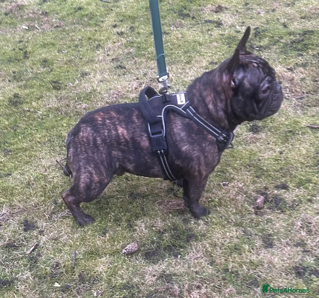 French Bulldog dogs for stud: Standard brindle stud  - Advert 2