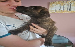 Mixed Breed dogs for sale: American Akita/Bullmastiff cross - Image 16