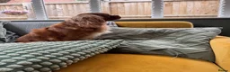 Cavalier King Charles Spaniel dogs for sale: Beautiful girl looking for her new home  - Advert 5