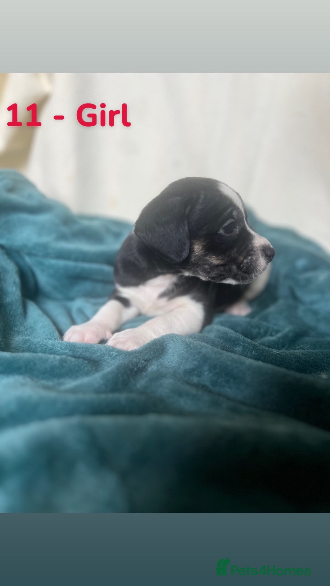 Mixed Breed dogs for sale: Old Tyme English Bulldog x Sproodle Puppies - Image 22