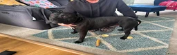 Staffordshire Bull Terrier dogs for stud: Bear  in Dumfries - Advert 2