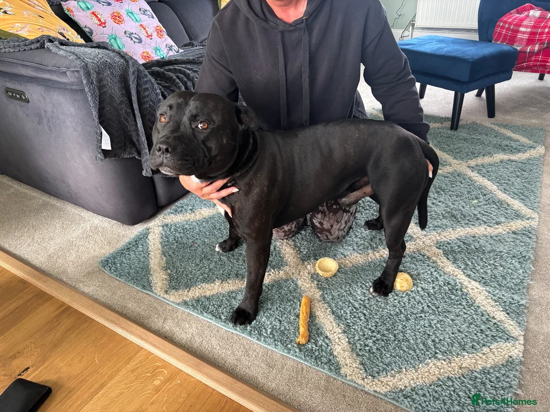 Staffordshire Bull Terrier dogs for stud: Bear  in Dumfries - Advert 2