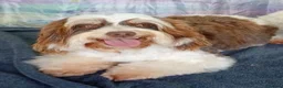 Havanese dogs for sale: Stunning full breed havanese puppies. 6 boys avail - Advert 23